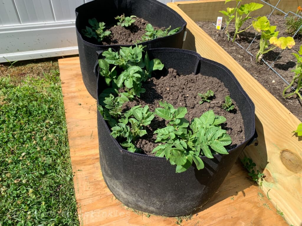 how to plant potatoes in grow bags