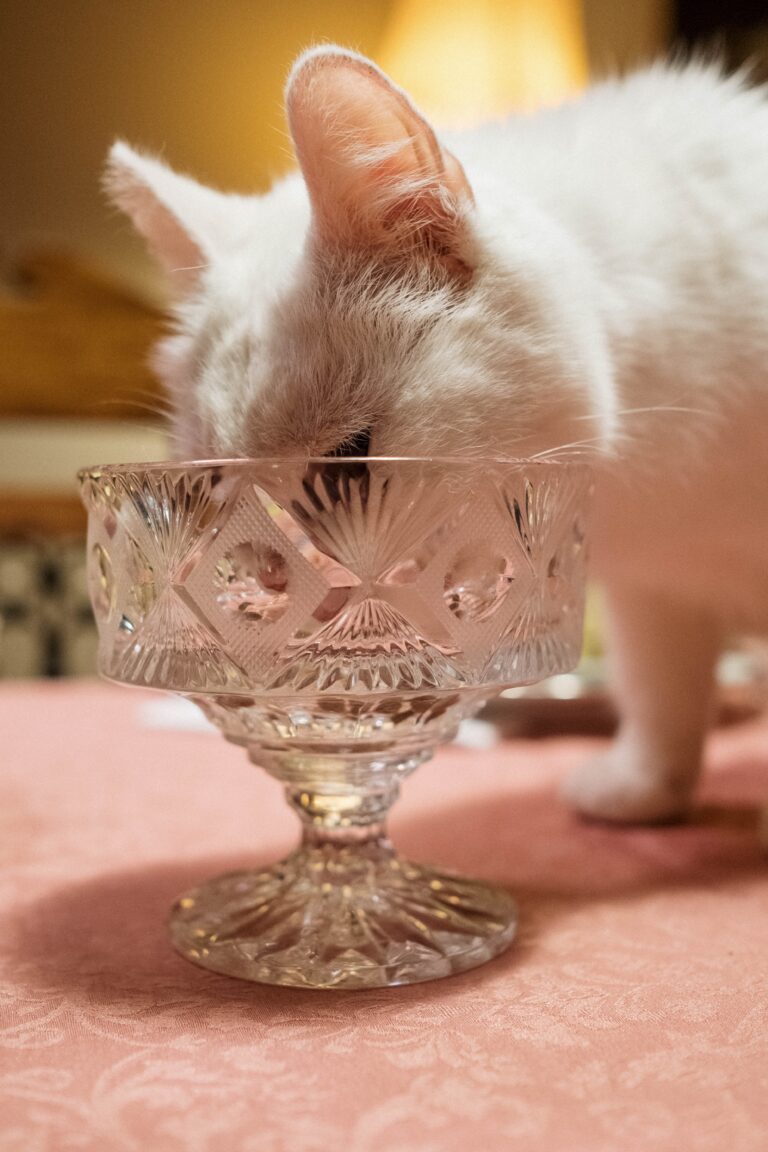 What Can Cats Eat